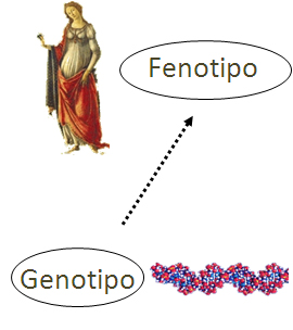 genotipo-fenotipo